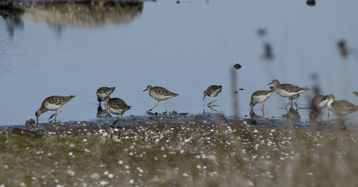 Sono arrivati  i Combattenti